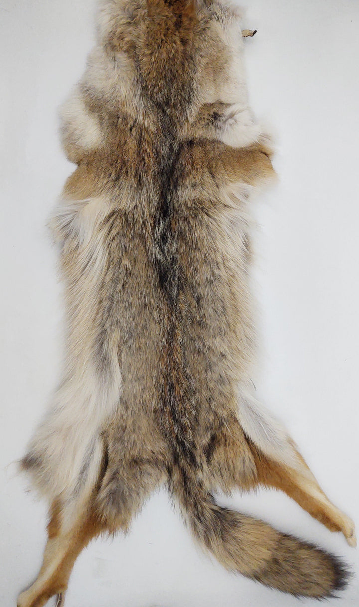 Coyote - Påklædt pelskind - Pels | STAMPE PELS