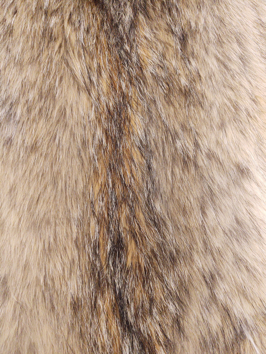 Coyote - Påklædt pelskind - Pels | STAMPE PELS